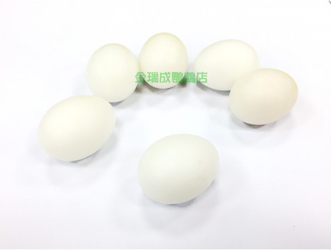 金瑞成鳥園- 鸚鵡假蛋, 1個, 中大型鸚鵡尺寸3顆裝
