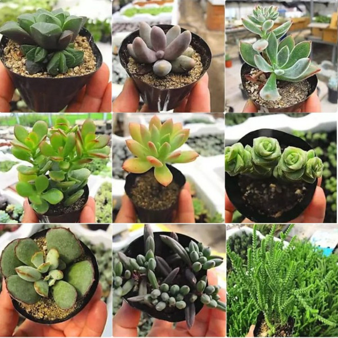 라울 황려금 은행목 홍매화 마커스 멘도사 화제 적귀성 초코렛금 청옥 방울복랑 미니벨 수 랜덤81, 34.벽어연, 1개