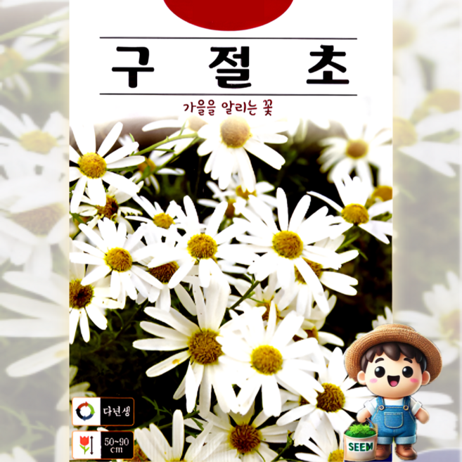 KS종묘 구절초 1000립 다년생 꽃씨 씨앗 종자, 1개