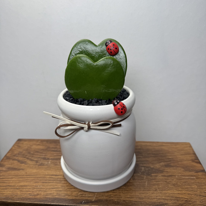 윤스가든 더블하트선인장 화분 집들이 개업 기념일 선물용 미니 인테리어식물 특별한 하트모양 다육이, 1개, 03.더블하트선인장