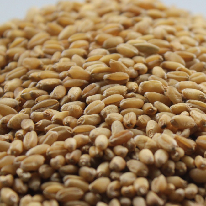 2025년 국산 통밀 쌀아지매, 5kg, 1개