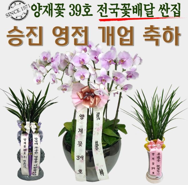 양재꽃39호 개업화분 인테리어 이사 공기정화식물 생일 어버이날 스승의날 꽃바구니 졸업 기념일 꽃다발 승진난 동양난 서양난 전국당일 빠른배송 꽃배달싼곳, *특가* [난] 01 철골소심(도시지역 한정), 1개