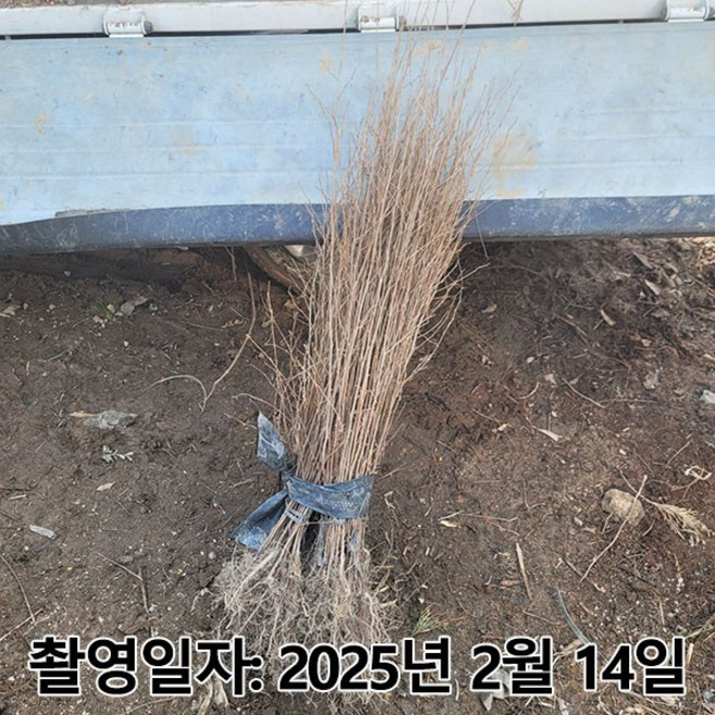 충주원예조경 충주원예조경 / 때죽나무 / 실생2년 / 1등묘, 1개