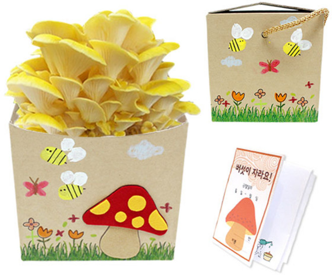 느타리 버섯 키우기 관찰일지/버섯펠트지 포함, 1개, 노란색 느타리 버섯