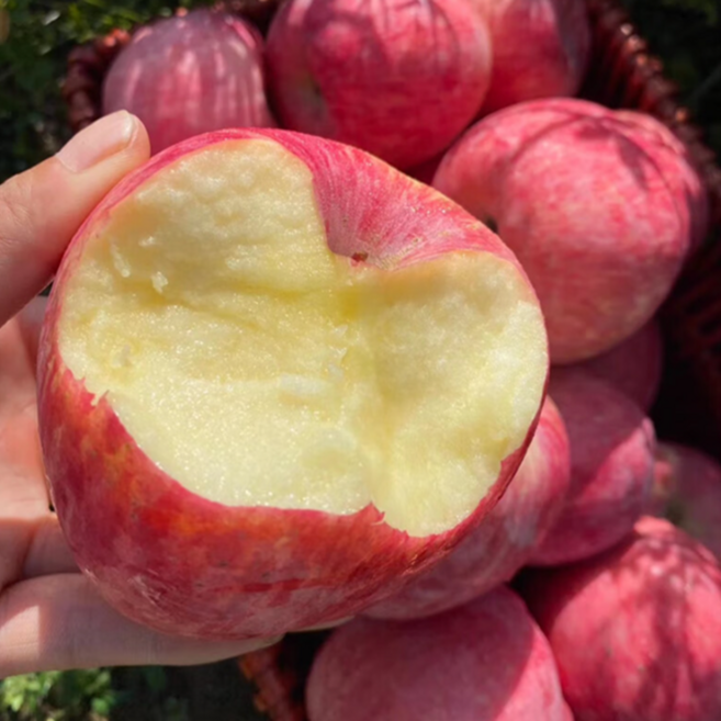 [파격딜]4월한정 극상달콤 식감몰빵 산지자부심 사과, 1박스, 2kg