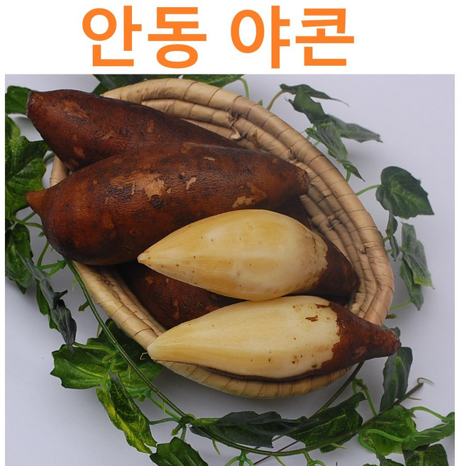 2025 국산 안동 생 야콘즙용 햇 야콘 생야콘 햇야콘 생식용, 1개, 야콘 알뜰 2kg