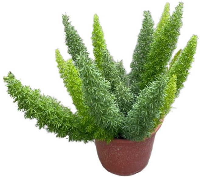 萬花叢 室內植物 狐尾武竹 療癒系盆栽 居家辦公室綠植推薦, 棕色, 1個