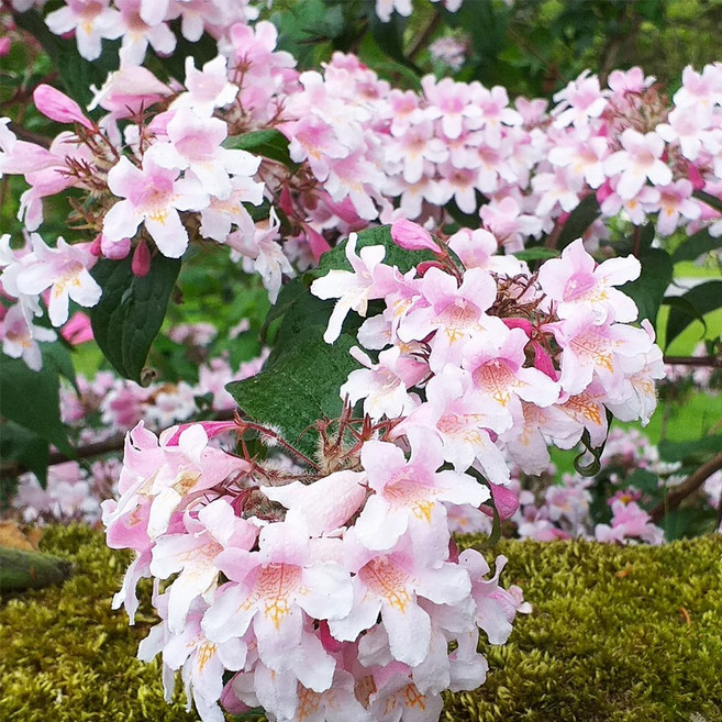 같이가치농원 뷰티부쉬 4치장 포트묘 위실나무 묘목, 1개, 단일