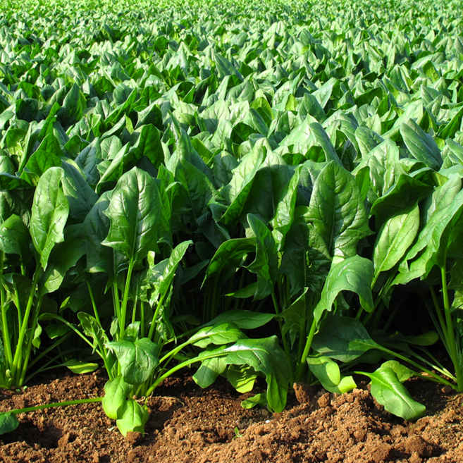 해풍을 먹고자란 영영덩어리 보물초, 1박스, 500g