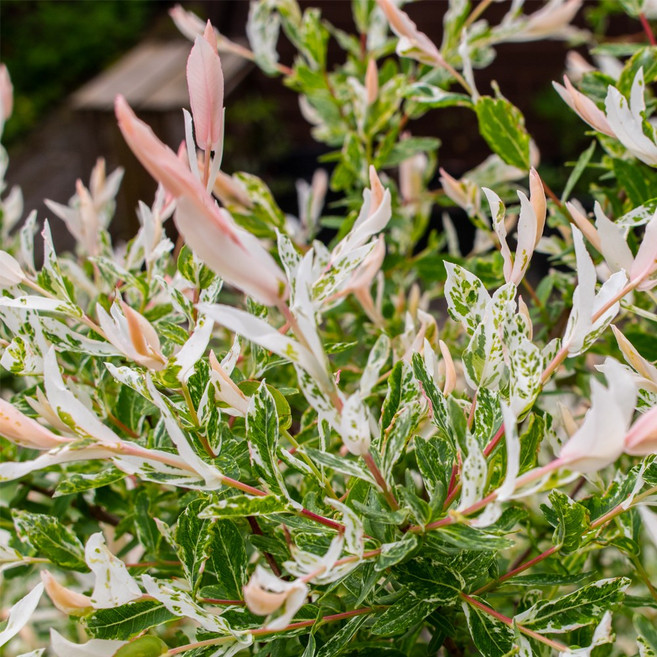 [충북농원] 화이트핑크셀릭스 (삼색버드나무) 외목대 묘목 - R2~R4 분묘, R4/분/외목대, 1개