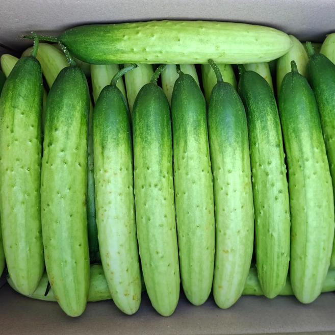 [초특가할인] 오이 백오이 국내산 백오이 백다다기오이, 1박스, 백오이 5kg