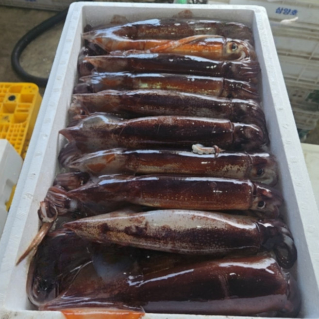 자연애수산 국내산 당일조업 생물 오징어, 1박스, 1kg