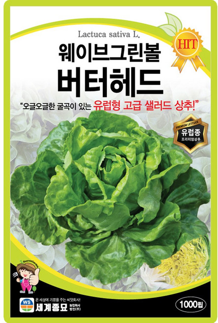 웨이브그린볼버터헤드 상추 씨앗 1000립 유럽형 고급 샐러드 상추씨 종자, 1개
