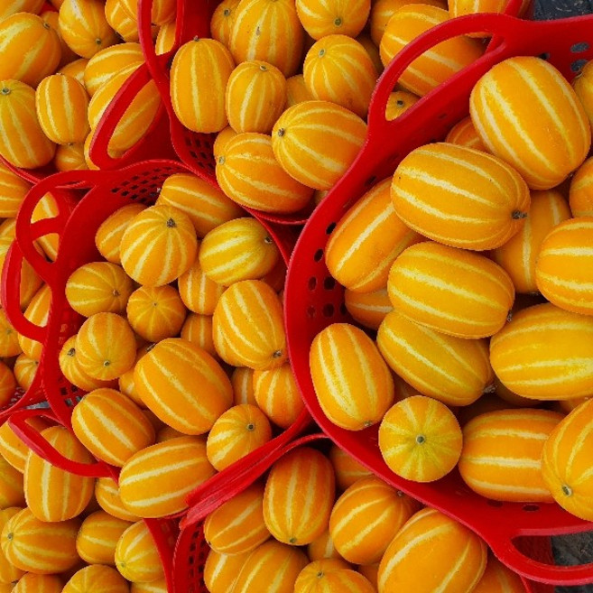 기타 산지직송 성주참외 가정용 참외 [랜덤과] 3kg (4-24입내외), 3kg (랜덤과 4~24입 내외), 1박스