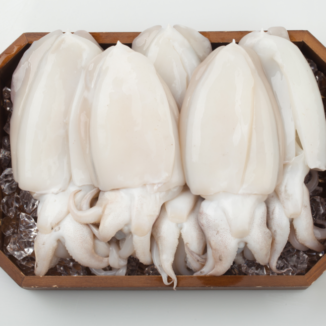 국내산 활 생물 갑오징어, 1개, 2kg (2~6미)