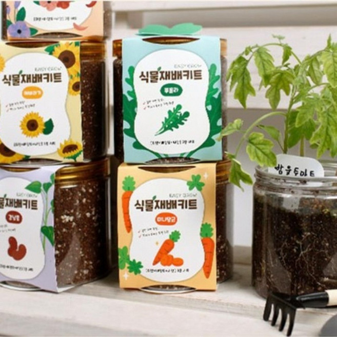 식물재배키트 투명화분 미니 화분키트 씨앗 체험학습 반려식물, 02딸기