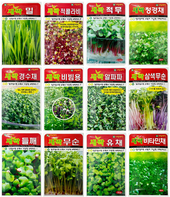 와이쇼핑 소독되지 않은 새싹씨앗 21종 새싹재배, 1)메밀, 1개, 1개