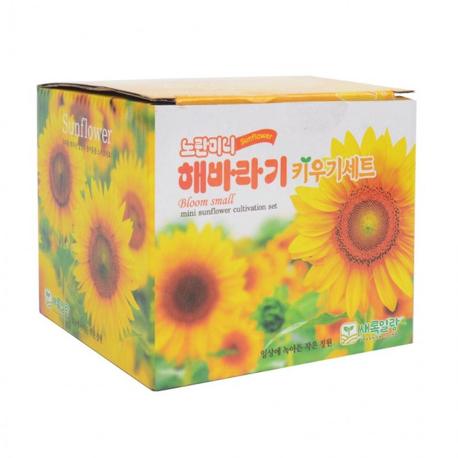 노란미니 해바라기 키우기세트 1개, 상세페이지 참조