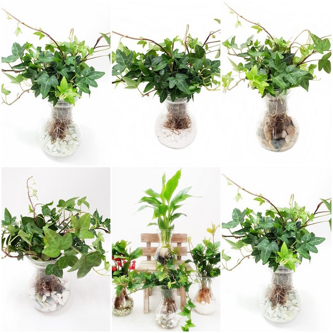 트리앤 1+1 푸딩병 개운죽 / 단지(1개) 아이비식물 테이블야자 천냥금 행운목 산데리아 홍콩야자 수경식물 수경재배, d2. 라인병 아이비(오색) 1개, 1개