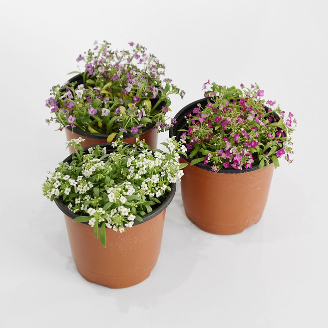 마이플랜트 알리섬 소형 야생화, 2개, 보라