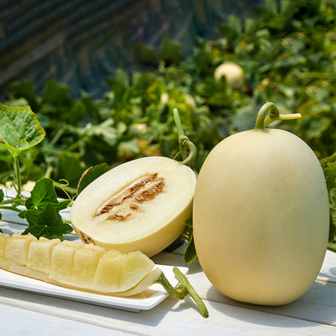 백자메론 고당도 프리미엄 메론 산지직송 신선 과일 1kg 2kg 4kg, 1개, 2kg 내외(2-3과)