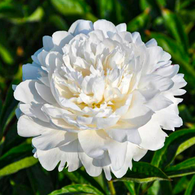 양귀비출옥 겹꽃 작약 구근 숙근 시리즈 세종식물원, 10번 양귀비출옥