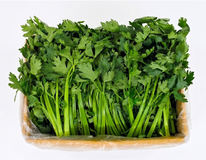 야채왕 쌈샐러리 2kg(실중량1.8~2KG) 박스, 1개