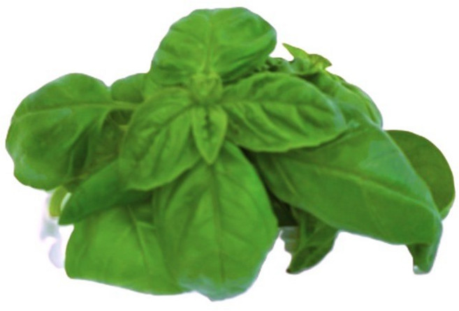 야채왕 향긋한 생바질 스위트바질 생잎 Basil 바실 100g/ 500g, 바실 500g, 1개