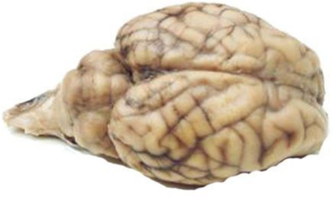 해부학 실험실에서 만든 1개의 진공 팩 저인산술 없이 해부용 보존 양 뇌 표본, No Hypophysis, Plain Injection, 1