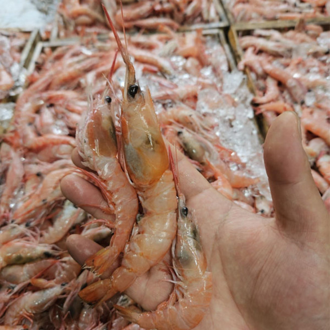 급냉 달마새우 1kg(60미 내외), 1개, 1kg