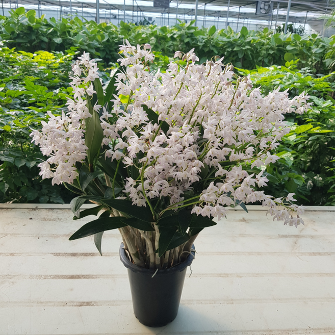 [용이네 화원] 흰색 아이보리 꽃 버드로즈 깅기아난 긴기아난 농원 난, 1개