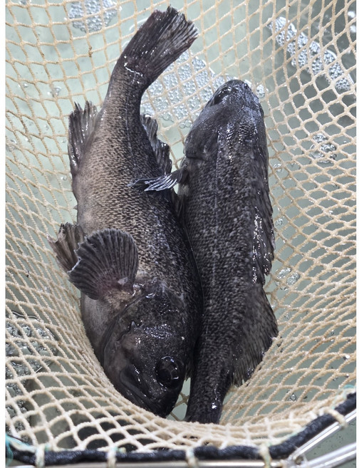 [먹깨비](산지직송) 통영 양식 우럭필렛250g내외, 1개, 우럭회필렛250g