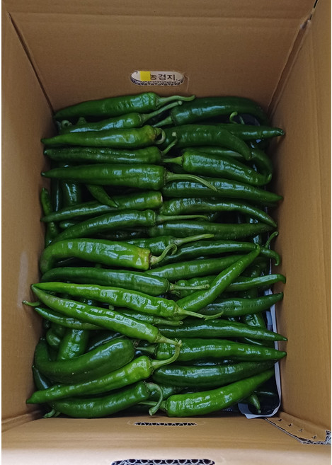 진돌이네 국내산 청양고추 엄청매운 땡초 당일수확, 1박스, 1kg