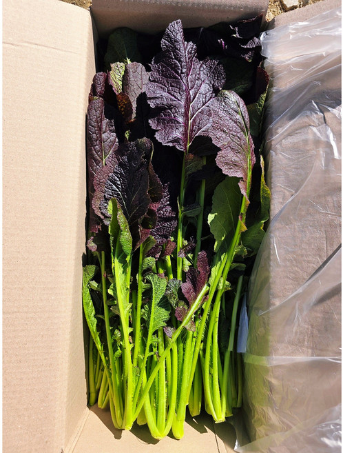 연하고 부드러운 포천 하우스 홍갓., 1박스, 홍갓