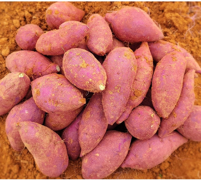 2025년 해남 퍽퍽한 햇밤고구마 산지직송 다디달다 2kg 3kg 5kg 10kg, 1개, 밤고구마 한입3kg