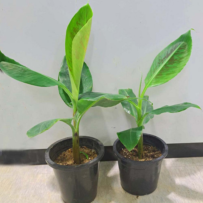 [이삽저삽]바나나나무 화분2개 (키30-40cm내외/6치화분포함)다년생 바나나묘목 열대과일나무 식용 유실수 바나나나무 관상용 공기정화식물