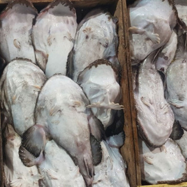 생물 손질 아귀 3.5kg급, 1개, 3~3.5kg