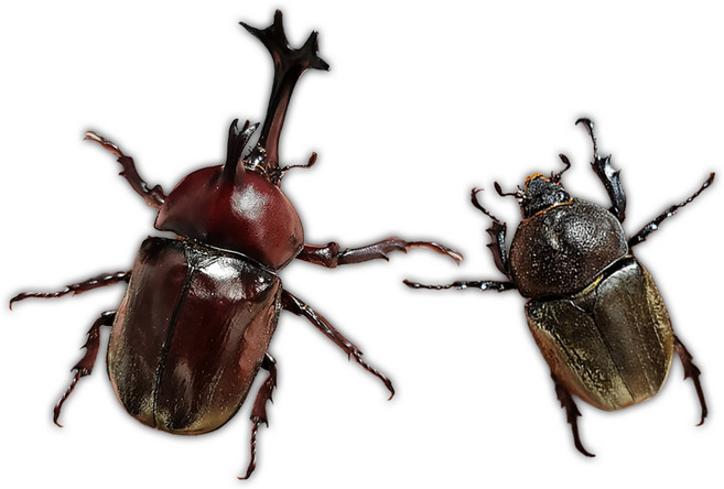 루나벅스 장수풍뎅이 성충 한쌍 키우기, 1세트, 중형 장수풍뎅이 한쌍