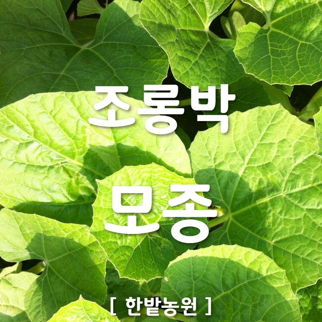 채소 모종 ~ 각종 묘종. 베란다 텃밭 세트 공기정화식물 허브 씨앗 채소모종 ~, H054 조롱박 모종 1개