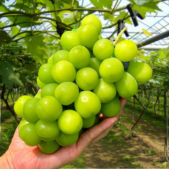 프리미엄 샤인머스켓 당도보장 꼼꼼포장 김천 상주 산지직송 띵작상점, 1개, 1.6kg (2송이 / 프리미엄)
