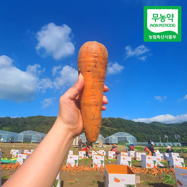 친환경 마음밭 국내산 제주 구좌 무농약 흙 당근 3kg 5kg 10kg, 당근(중) 5kg, 1개, 당근(중) 5kg
