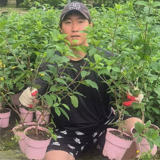 수국 3년생 (1+1 ) 2주세트 엔들리스써머 오리지널 칼라포트 수국 나무 묘목 목수국, 라임라이트 목수국 3년생 (1+1 ) 2주 세트
