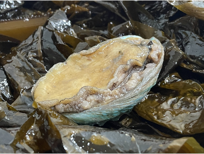 황제전복 5호 [소] 16미 - 20미, 당일배송, 1개