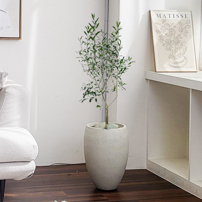 바닐라E 올리브나무 홍콩야자 거실화분 개업화분 집들이 선물 승진 사무실 사옥 이전 개원 음식점 개업식 축하화분배달 여인초 극락조 금전수 뱅갈고무나무 아레카야자 실내 공기정화식물, 14.올리브나무, 1개