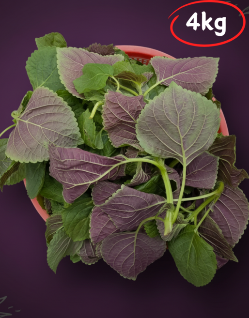 국내산 밀양 어린 깻잎순 깨순 깨잎순 1kg, 1개, 4kg