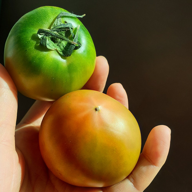 [대저농협인증] 진짜 특품 대저토마토짭짤이 소과(로얄3S-S) 별모양, 1박스, 2.5kg 특품 대저토마토(M)