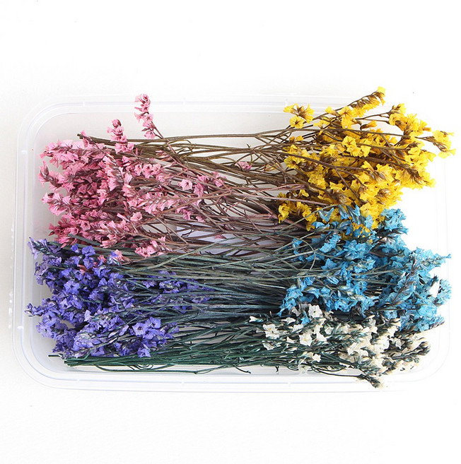 화연양화 프리저브드 드라이플라워 꽃세트 12종 수공예 DIY, 05 시네신스 컬러 믹스