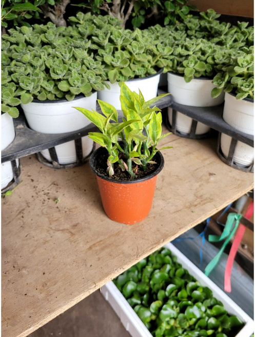 15~25cm 천국의계단 화은룡 소품 59, 1개