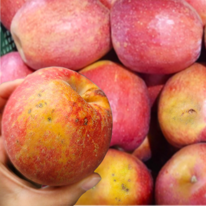 [초특가할인] 감홍사과 감홍 사과 못난이 대용량, 1박스, 감홍 못난이 혼합과 5kg