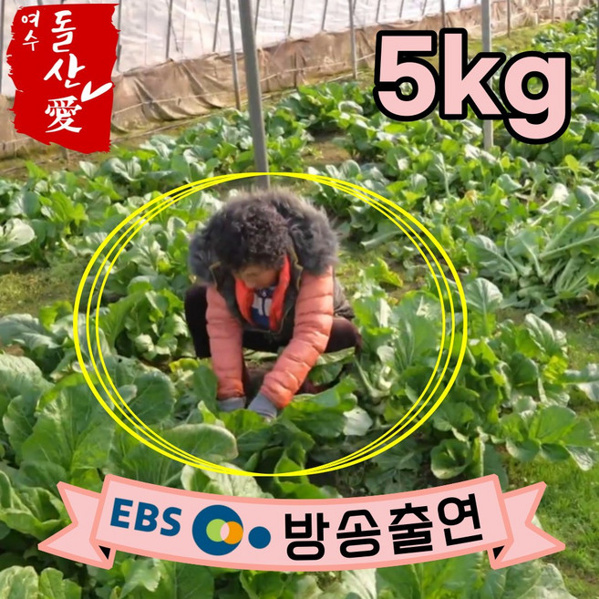 [여수돌산애] 여수 돌산갓 돌산 생갓 5kg 10kg {대량납품전문} 당일수확 산지직송 청갓 갓장아찌용 갓피클용 김장용 갓김치용 여수갓, 1박스